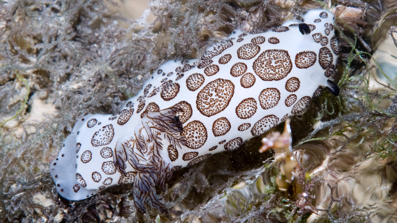 Illustration for article titled Striking Photographs Of Sea Slugs Expose The Alien World Under the Sea
